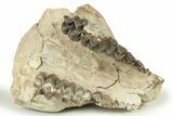 Fossil Oreodont (Merycoidodon) Partial Upper Skull - Nebraska #270058-4